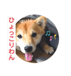 柴犬はるなちゃん かわいいぬスタンプ 3（個別スタンプ：6）