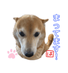 柴犬はるなちゃん かわいいぬスタンプ 3（個別スタンプ：7）