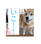 柴犬はるなちゃん かわいいぬスタンプ 3（個別スタンプ：8）