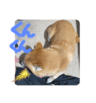 柴犬はるなちゃん かわいいぬスタンプ 3（個別スタンプ：9）