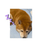 柴犬はるなちゃん かわいいぬスタンプ 3（個別スタンプ：11）