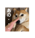 柴犬はるなちゃん かわいいぬスタンプ 3（個別スタンプ：12）