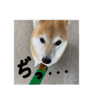 柴犬はるなちゃん かわいいぬスタンプ 3（個別スタンプ：13）