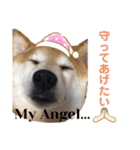 柴犬はるなちゃん かわいいぬスタンプ 3（個別スタンプ：14）