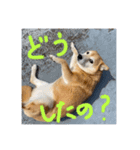 柴犬はるなちゃん かわいいぬスタンプ 3（個別スタンプ：15）