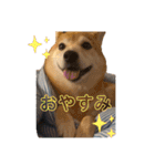 柴犬はるなちゃん かわいいぬスタンプ 3（個別スタンプ：16）