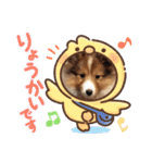 シェルティ ルル＆ゆず＆むぎ＆ひな（個別スタンプ：5）