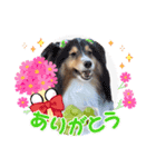 シェルティ ルル＆ゆず＆むぎ＆ひな（個別スタンプ：6）