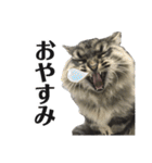 ドジっ子サイベリアンレオくん(猫)（個別スタンプ：3）