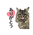 ドジっ子サイベリアンレオくん(猫)（個別スタンプ：4）