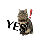 ドジっ子サイベリアンレオくん(猫)（個別スタンプ：8）
