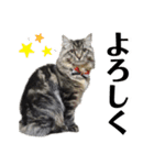 ドジっ子サイベリアンレオくん(猫)（個別スタンプ：10）