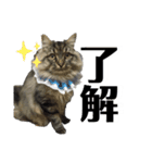 ドジっ子サイベリアンレオくん(猫)（個別スタンプ：11）