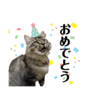 ドジっ子サイベリアンレオくん(猫)（個別スタンプ：13）