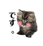 ドジっ子サイベリアンレオくん(猫)（個別スタンプ：14）
