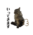 ドジっ子サイベリアンレオくん(猫)（個別スタンプ：15）