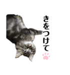 ドジっ子サイベリアンレオくん(猫)（個別スタンプ：16）