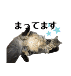 ドジっ子サイベリアンレオくん(猫)（個別スタンプ：17）