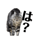ドジっ子サイベリアンレオくん(猫)（個別スタンプ：20）