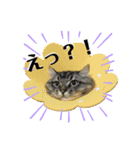 ドジっ子サイベリアンレオくん(猫)（個別スタンプ：21）