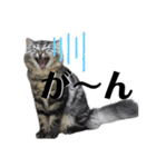 ドジっ子サイベリアンレオくん(猫)（個別スタンプ：22）