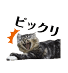 ドジっ子サイベリアンレオくん(猫)（個別スタンプ：23）