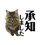 ドジっ子サイベリアンレオくん(猫)（個別スタンプ：24）