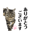 ドジっ子サイベリアンレオくん(猫)（個別スタンプ：25）