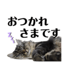 ドジっ子サイベリアンレオくん(猫)（個別スタンプ：26）