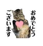 ドジっ子サイベリアンレオくん(猫)（個別スタンプ：27）