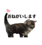 ドジっ子サイベリアンレオくん(猫)（個別スタンプ：28）