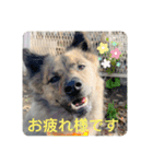 顔が死んでない台湾犬 日本語敬語（個別スタンプ：1）