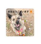 顔が死んでない台湾犬 日本語敬語（個別スタンプ：3）