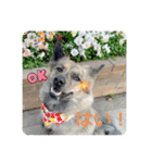 顔が死んでない台湾犬 日本語敬語（個別スタンプ：4）