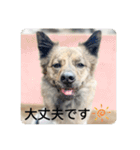 顔が死んでない台湾犬 日本語敬語（個別スタンプ：5）