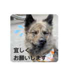 顔が死んでない台湾犬 日本語敬語（個別スタンプ：6）