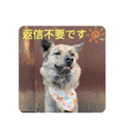 顔が死んでない台湾犬 日本語敬語（個別スタンプ：8）