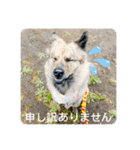 顔が死んでない台湾犬 日本語敬語（個別スタンプ：9）