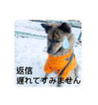 顔が死んでない台湾犬 日本語敬語（個別スタンプ：10）