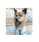 顔が死んでない台湾犬 日本語敬語（個別スタンプ：11）