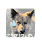 顔が死んでない台湾犬 日本語敬語（個別スタンプ：12）