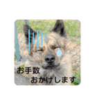 顔が死んでない台湾犬 日本語敬語（個別スタンプ：13）