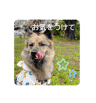 顔が死んでない台湾犬 日本語敬語（個別スタンプ：14）