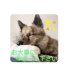顔が死んでない台湾犬 日本語敬語（個別スタンプ：15）