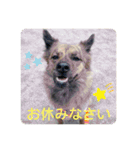 顔が死んでない台湾犬 日本語敬語（個別スタンプ：16）