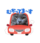お友達の猫のカイくんと花火、風景、海、（個別スタンプ：1）