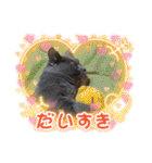 お友達の猫のカイくんと花火、風景、海、（個別スタンプ：3）