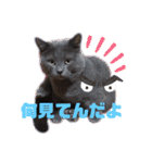お友達の猫のカイくんと花火、風景、海、（個別スタンプ：5）