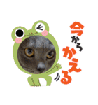 お友達の猫のカイくんと花火、風景、海、（個別スタンプ：11）