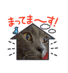 お友達の猫のカイくんと花火、風景、海、（個別スタンプ：14）